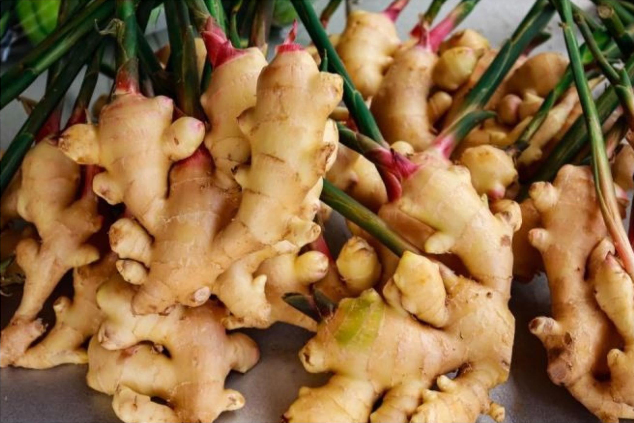 ginger-indian